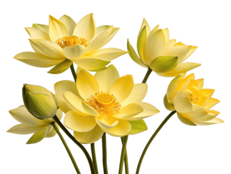 Beautiful yellow lotus flowers bloom gracefully, showcasing their delicate petals and vibrant colors in serene display of nature beauty png