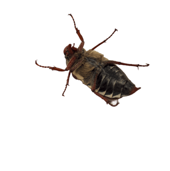 Close up shot of the overturned cockchafer on transparent background png