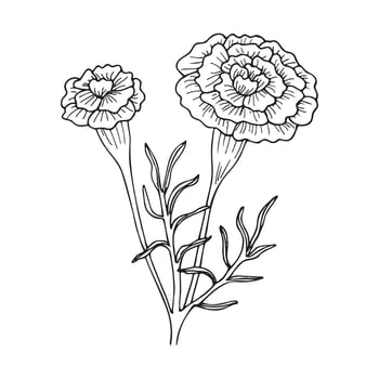 Carnation flowers with leaves. Coloring in hand-drawn style on a white background. vector