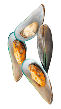Top view of four cooked or steamed green mussels in stack isolated with clipping path in file format png