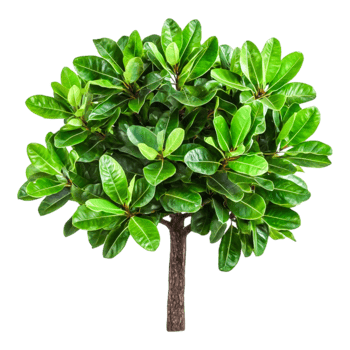 Vibrant Green Tree with Glossy Leaves for Nature Themes png