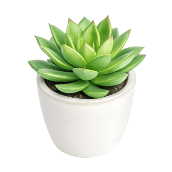 A small faux succulent in a white pot. isolated on a transparent background png