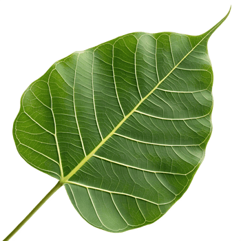 A Bodhi leaf, isolated on a transparent background png