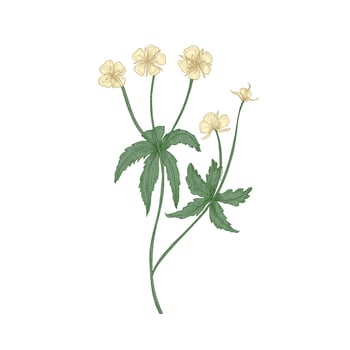 Tender tormentil or septfoil flowers isolated on white background. Elegant drawing of flowering herb or wildflower. Floral decorative design element. Realistic hand drawn illustration. vector