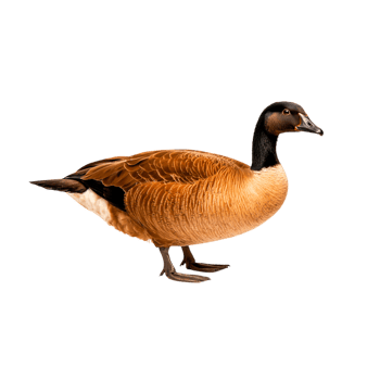 Brown and Black Goose Standing Proudly in Natural Position png