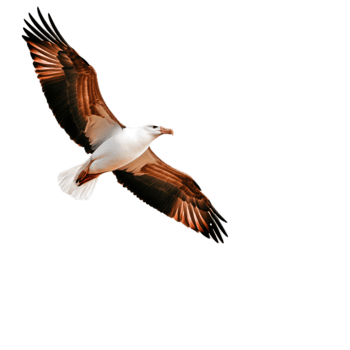 Majestic bird in flight showcasing large wings and intricate feather patterns png