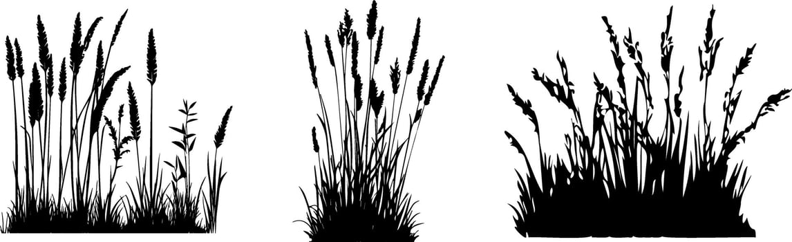 Silhouettes of grasses and plants on a white background vector