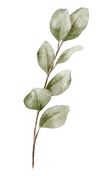 Watercolor illustration of Eucalyptus Branch with green leaves. Botanical drawing of tropical tree for wedding invitations or greeting cards. Art of herb on isolated background. vector