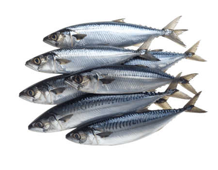 fresh silver mackerel fish group with striped texture, whole raw seafood collection, shiny skin and eyes, on isolated background png