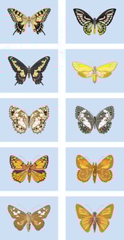 Realistic butterflies set vector