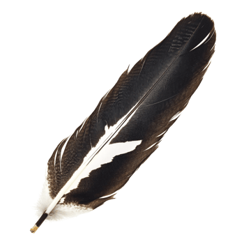 Detailed isolated feather with black and white markings on a transparent background Concept of flight, nature, and avian beauty png