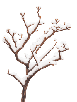 Winter tree branch with snow isolated on transparent background png