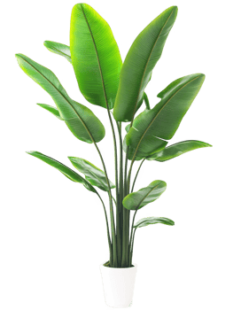 Plant leaves foliage flora greenery botany on transparent background png