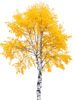 Yellow birch tree autumn foliage season on transparent background png
