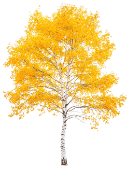 Birch tree yellow foliage yellow isolated on transparent background png