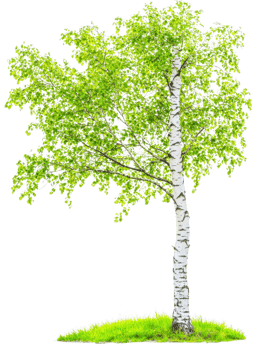 Birch tree foliage isolated object on transparent background png