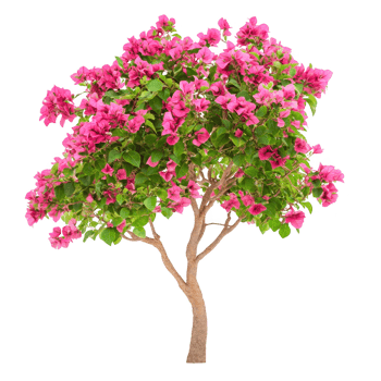 Bougainvillea tree with pink bloom on transparent background png