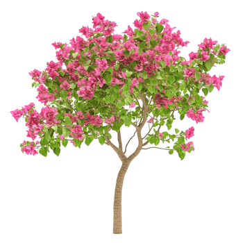 Bougainvillea flower tree illustration on transparent background png