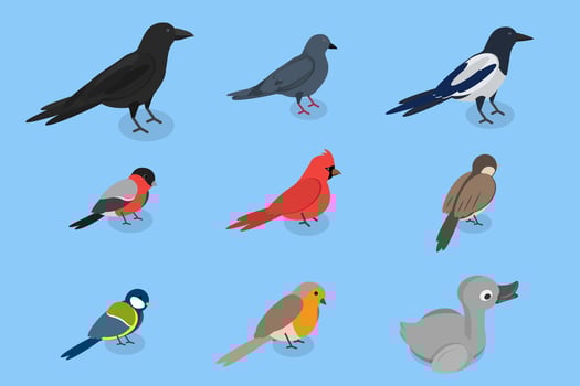 3D Isometric Flat Set of City Birds, Sparrow, Tit, Pigeon, and Crow vector