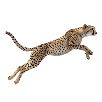 A cheetah in mid-sprint, legs fully extended in a bounding leap, showcasing its sleek body and spotted coat isolated on a transparent background png