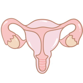 the female reproductive system, with the uterus and ovaries png