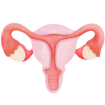 female reproductive system, with the uterus and ovaries png