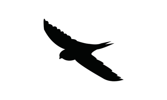 Flying African thrush bird Silhouette vector