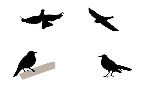African thrush bird Silhouette vector