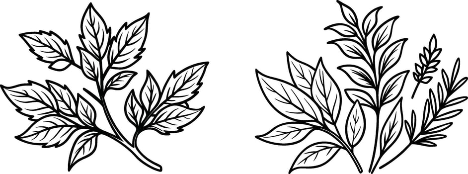 Hand-drawn line art herb , leaves outline silhouette illustration on a white background. vector