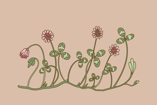 Botanical floral border isolated on beige background. Hand drawn doodle clover plant with pink Flowers Stems green Leaves illustration. Graphic design element for Birthday Wedding Greeting Card vector