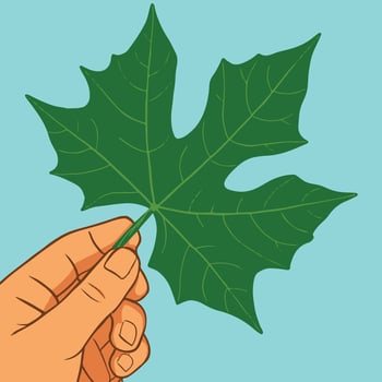 A hand holding a leaf with a green stem vector