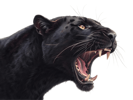 Close up portrait of a black panther with open mouth showing teeth on a transparent background png