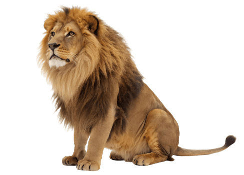 Majestic lion sitting upright with a thick mane looking to the left on a transparent background png
