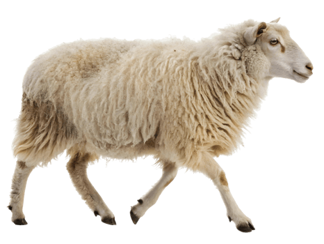 A fluffy sheep with white wool walking across a transparent background in a studio shot png
