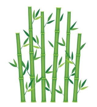 Green bamboo stems. Jungle forest silhouettes, bamboo branches with leaves, decorative bamboo shoots. Bamboo trees vector