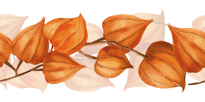 Chinese lantern, goldenberry seamless border. Autumn bordure of physalis, winter cherry, Inka berry, gooseberry twigs. Perfect for seasonal decoration, food theme, home textile, kitchenware, fabrics png