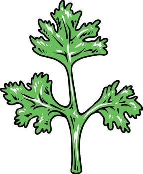 parsley plant herbal illustration vector