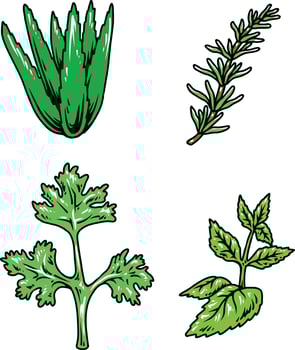 medical plant illustration vector