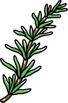 rosemary plant herbal vector