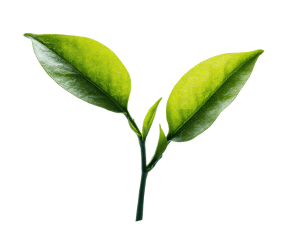 Fresh green leaves on a stem suitable for decoration and design png