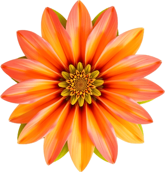 Ornamental symmetrical flower design in golden radiant format. . png