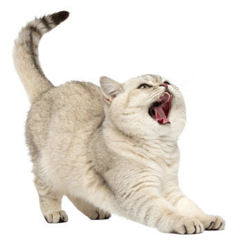 A playful light grey cat stretching and yawning, showcasing its lively personality. png