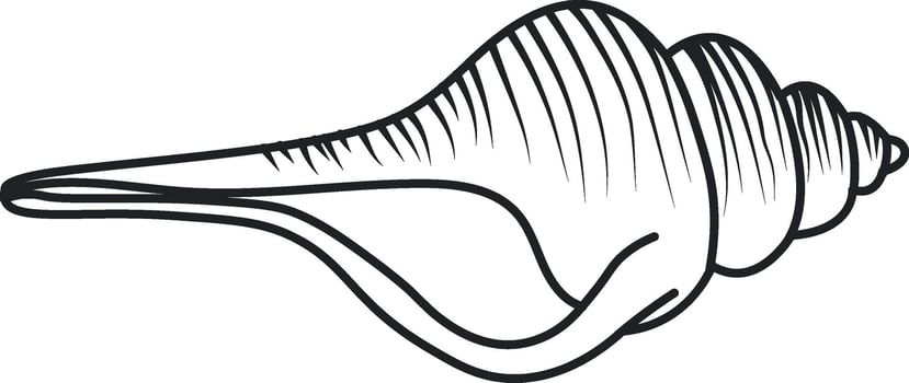 Conch Shell Drawing vector