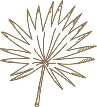 Palm Leaf Sketch vector