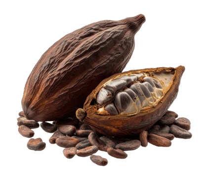 Rich cacao pod and beans for gourmet chocolate creations png