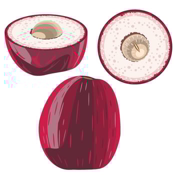 Malay rose apple tropical fruit set vector