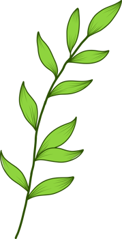 beautiful leaf drawing png