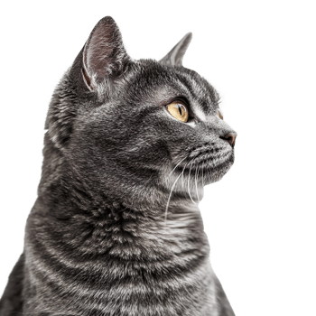 Gray cat isolated on transparent background png