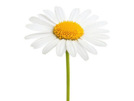 Beautiful white daisy flower with yellow center for decoration png