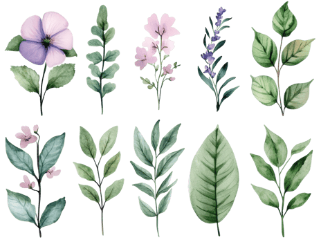 Beautiful botanical illustrations for nature-themed designs and crafts png